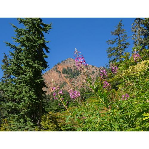 Wild, Jamie and Judy 아티스트의 Washington State-Central Cascades-Fireweed and Red Mountain작품입니다.